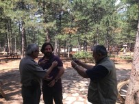 KENT ORMANI - Karabük'ü Yurt Edinen Ebabil Kuşu  Yetkililere Teslim Edildi