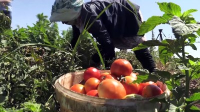 Kilisli Çiftçiler Üretmekten Vazgeçmedi