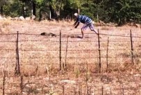 KıZıLAĞAÇ - Kürekle Şahin Öldürdü