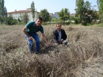 SAĞANAK YAĞMUR - Yağış Nedeniyle Buğday Hasadı Yapılamıyor