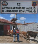 KEMERKAYA - Çaldıkları Hayvanlarla Birlikte Kıskıvrak Yakalandılar