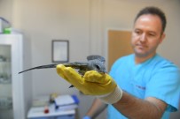 KADIR ÖZDEMIR - Dünyanın En Nadir Görülen Kuşu Osmangazi'de