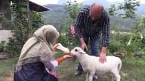 İSLAMDAĞ - Kuzu 'Lokum'a Evde Bebek Gibi Bakım