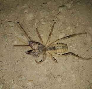 Yunak'ta Et Yiyen Örümcek Paniği