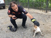 BELDEN - Hayvan Dostu Belediyecilik