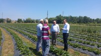 NEBIOĞLU - Kaymakam Keçeli İncelemelerde Bulundu