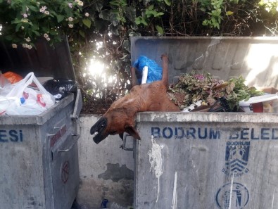 Öldürülüp Çöpe Atılan Köpekler Bodrum'u Ayağa Kaldırdı