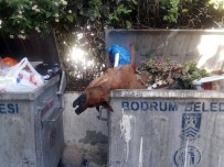 SOKAK KÖPEĞİ - Öldürülüp Çöpe Atılan Köpekler Bodrum'u Ayağa Kaldırdı