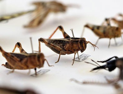 Anadolu'da 20 yeni böcek türü bulundu