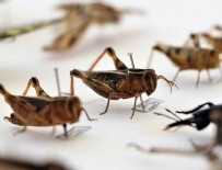 HASAN DAĞı - Anadolu'da 20 yeni böcek türü bulundu