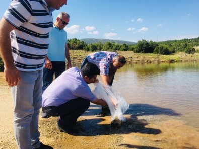 Denizli'de Göl Ve Göletlere 125 Bin Yavru Sazan Balığı Bırakıldı