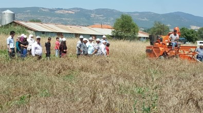 Gördes'de Yerel Buğday Projesi Kapsamında Hasat Yapıldı
