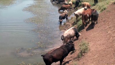 Muş'ta Sıcaktan Bunalan Mandalar Nehirde Serinletiliyor