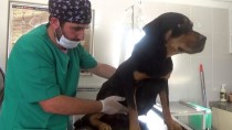 SOKAK KÖPEĞİ - Sokak Köpeğinin Yavruları Sezaryenle Alındı