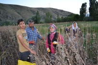 NERMIN YıLDıZ - Afyonkarahisar'da Haşhaş Hasadı Erken Başladı