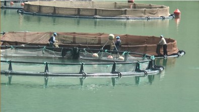 Giresun'da Baraj Göllerinde Balık Üretimi Yaygınlaşıyor