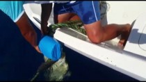 Şamandıra İpine Takılan Deniz Kaplumbağası Kurtarıldı