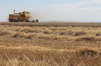 Hububat Hasadında Servet Kayb