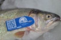 Balıklar Mavi Karekod İle Takip Edilecek