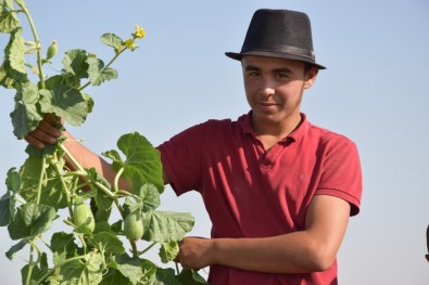 (Özel) Şanlıurfa'da Şelengo Hasadı Başladı