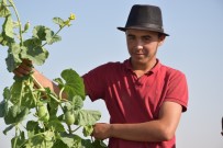 (Özel) Şanlıurfa'da Şelengo Hasadı Başladı