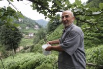 BÜYÜKKÖY - Rize'de Çaydan Sonra Suya Da Teleferikle Çözüm