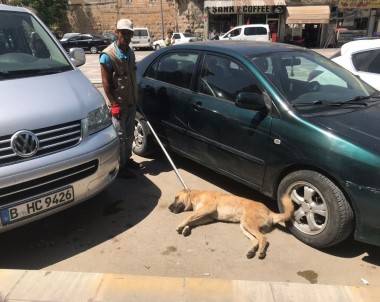 Birecik'te Başıboş Köpekler Bayıltılarak Barınaklara Götürüldü