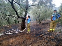 ZEYTINLIK - Edremit'teki Yangında 3 Dönüm Zeytinlik Zarar Gördü