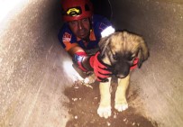NEVROZ - Kanalizasyonda Mahsur Kalan Yavru Köpekler Kurtarıldı