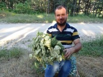 BİTKİSEL İLAÇ - Piknikçiler Şifa İçin Civanperçemi Otu Topluyor