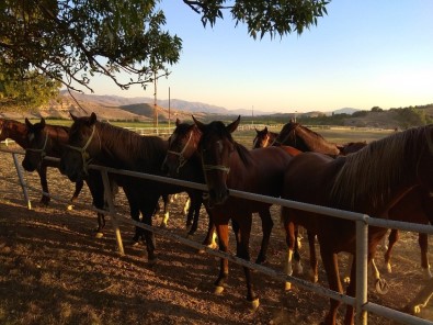 Sultansuyu Harasının 'Şampiyon Adayı' Tayları Görücüye Çıkıyor
