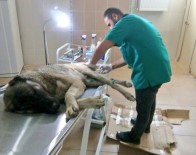 DAĞ KEÇİSİ - Yaralı Köpeğe Veteriner Sahip Çıktı