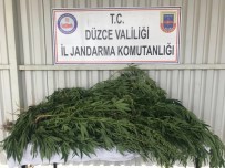 Jandarma'dan Kenevir Operasyonu
