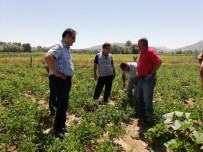 NAIF YAVUZ - Kelkit Kuru Fasulyesinin Coğrafi İşaret Ve Marka Yolculuğu Devam Ediyor