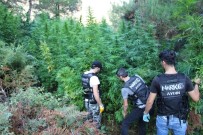 3069 Kök Kenevir Narkotim'e Takıldı