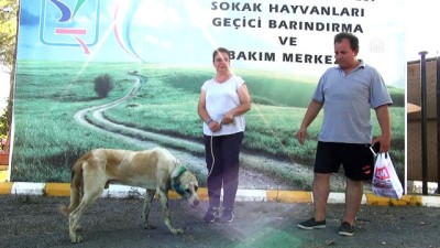 Antalya'da Tabancayla Yaralanan Köpek Tedavi Altına Alındı