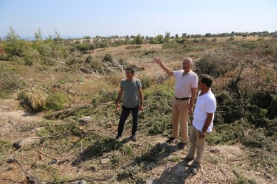Mezitli'deki Ağaç Katliamına Başkan Tarhan 'Dur' Dedi