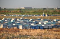 Şanlıurfa'da Arı Ölümleri