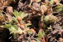 SEL FELAKETİ - Sel Fındık Üreticisini Vurdu