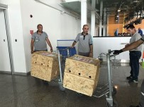 ORMAN VE SU İŞLERİ BAKANLIĞI - Tedavileri Tamamlanan Yavru Ayılar Uçakla Bursa'ya Gönderildi