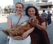 TAKSIM - 2 Bin Lira Ödüllü Köpek, Taksim Metrosunda Bulundu