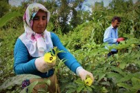 ÇAYDIBI - Amasya'nın Çeyrek Altını Açıklaması Çiçek Bamyası