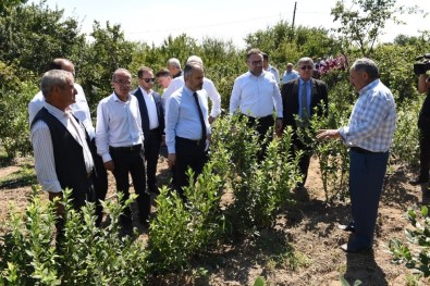 Dağ Yöresinde Hasat Zamanı