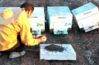 İL TARIM MÜDÜRLÜĞÜ - Milyonlarca Arı Öldü