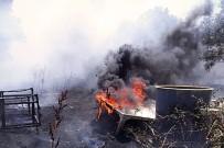 ZEYTİN AĞACI - Arazi Yangınında Zeytin Ağaçları Da Yandı