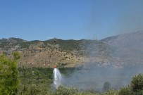 AYVALı - Kozan'da Orman Yangını