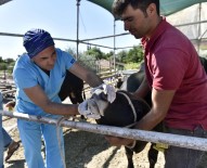 GAZI BULVARı - Antalya'ya Kurbanlık Gelmeye Başladı