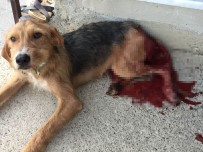 YAVRU KÖPEK - Bahçesine Giren Köpeği Baltayla Ağır Yaraladı