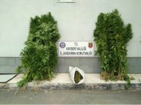 Bünyan'da Esrar Operasyonu