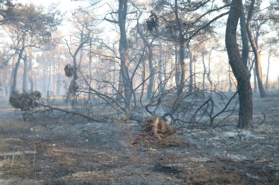 Çanakkale'deki Orman Yangını Söndürüldü